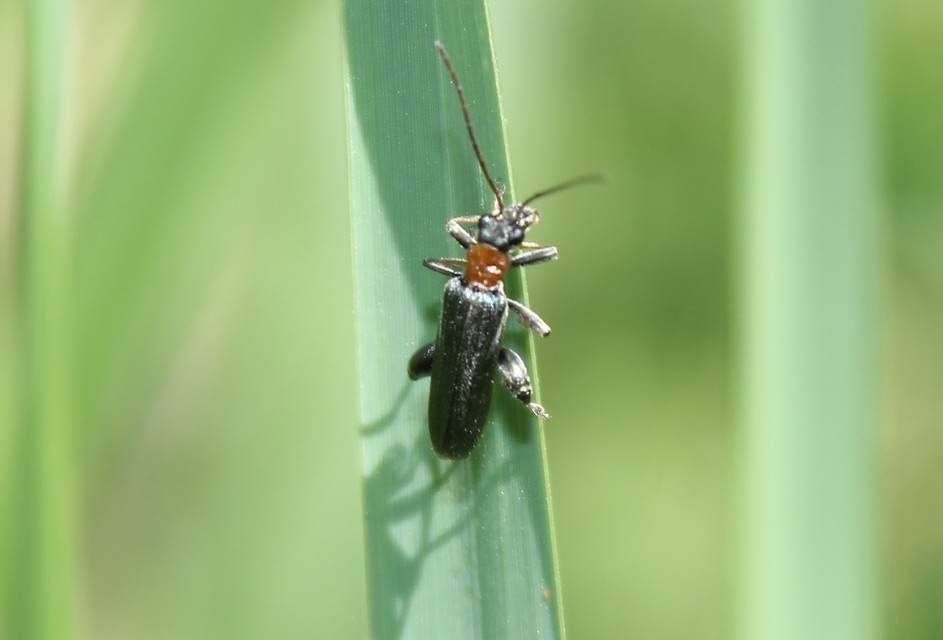 Oedemera croceicollis - pirostorú álcincér