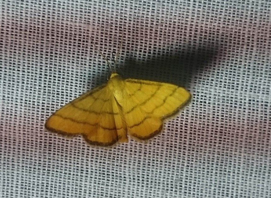 Idaea aureolaria - aranyos sávosaraszoló