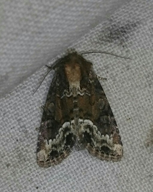 Oligia strigilis - kormos dudvabagoly