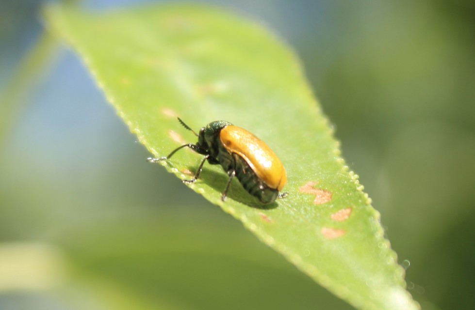 Labidostomis Labidostomis