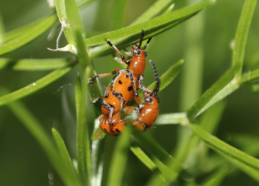 Crioceris duodecimpunctata - tizenkétpontos spárgabogár
