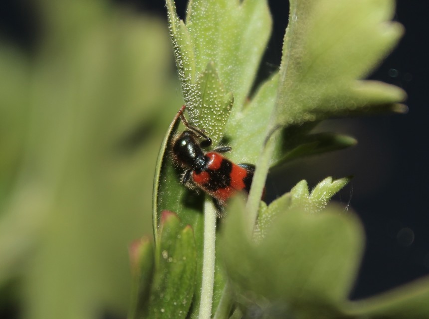 Trichodes apiarius - szalagos méhészbogár