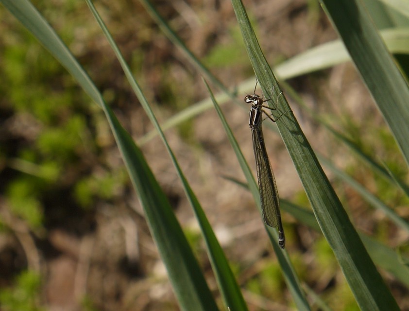 Coenagrion puella - azúrkék légivadász