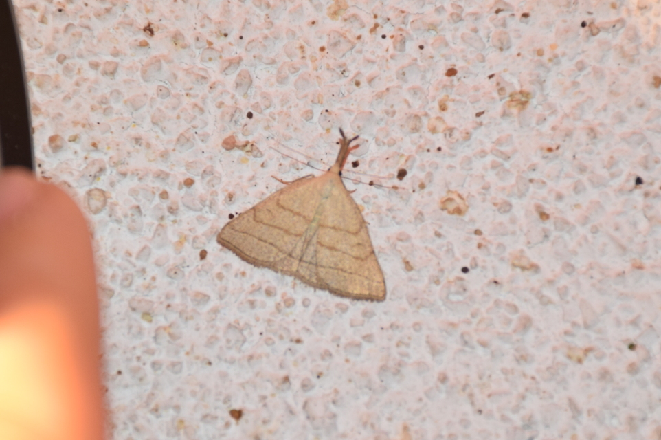Polypogon tentacularia - sötétaljú karcsúbagoly
