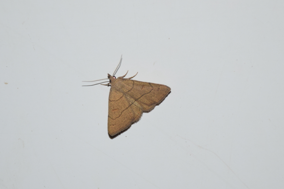 Paracolax tristalis - sárgás karcsúbagoly