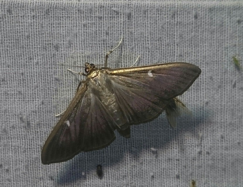 Cydalima perspectalis - puszpáng-tűzmoly
