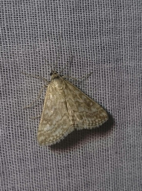Evergestis frumentalis - tavaszi dudvamoly