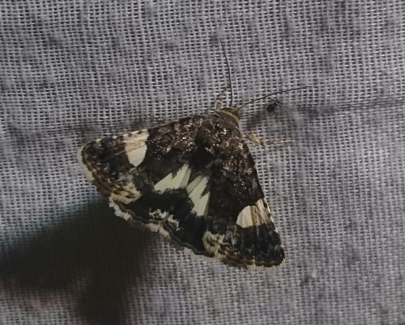 Tyta luctuosa - fekete nappalibagoly