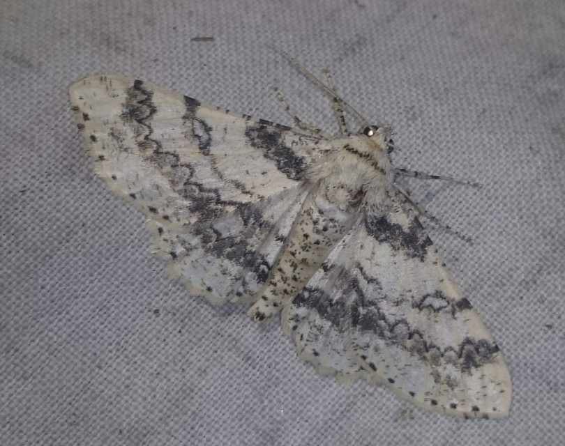 Ascotis selenaria - holdas faaraszoló