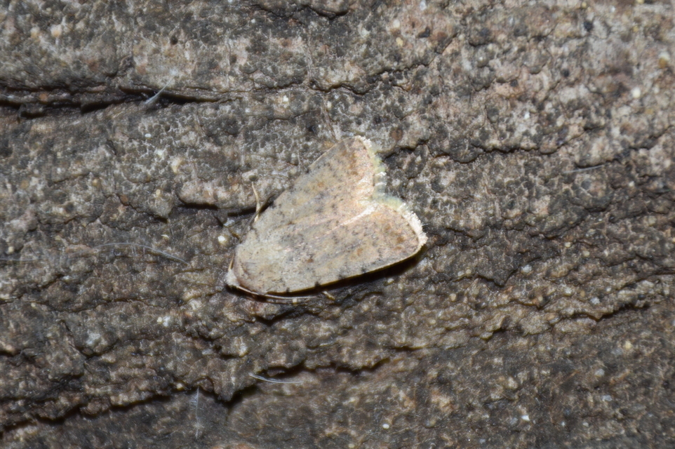 Paradrina clavipalpis - közönséges selymesbagoly