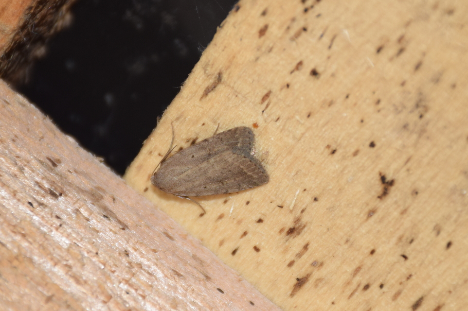 Athetis gluteosa - nyugtalan lápibagoly
