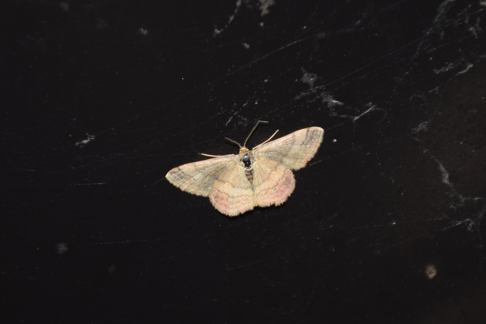 Scopula rubiginata - réti pirosaraszoló
