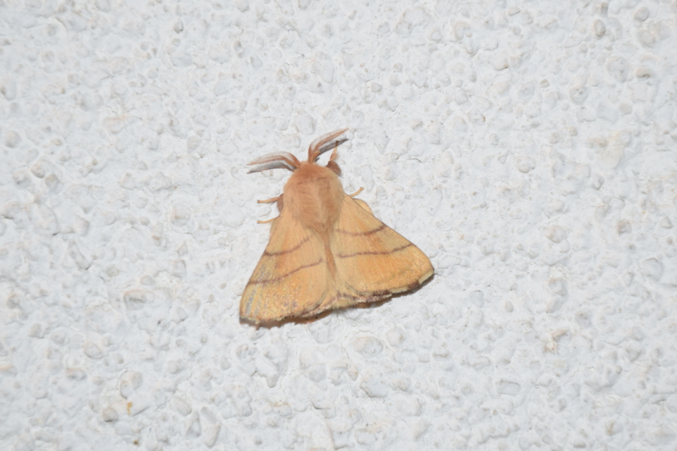 Malacosoma neustria - gyűrűsszövő