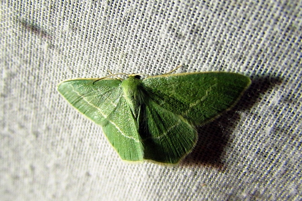 Chlorissa viridata - üdezöld araszoló