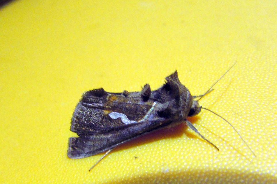 Macdunnoughia confusa - cseppfoltos ezüstbagoly