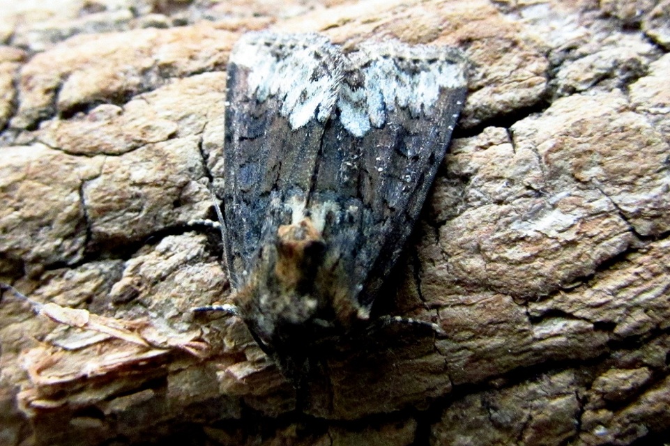 Oligia strigilis - kormos dudvabagoly