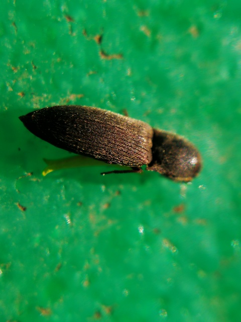 Agriotes