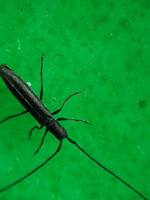 Theophilea subcylindricollis - hengeres szalmacincér