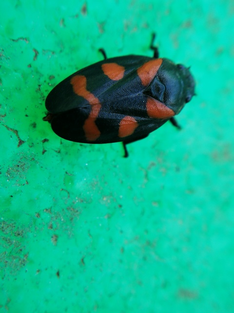 Cercopis arcuata/sanguinolenta
