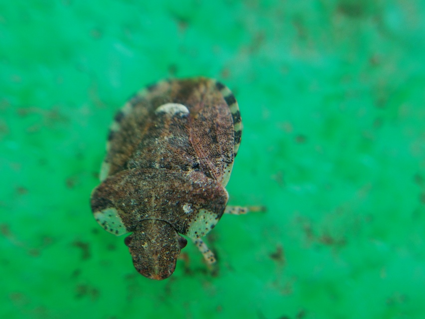 Dyroderes umbraculatus Dyroderes umbraculatus