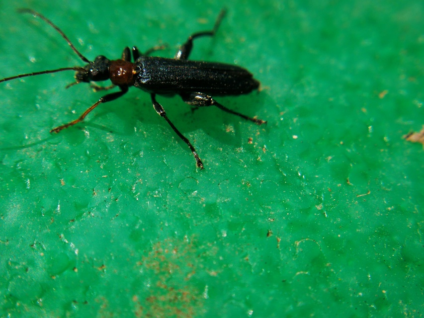 Oedemera croceicollis - pirostorú álcincér