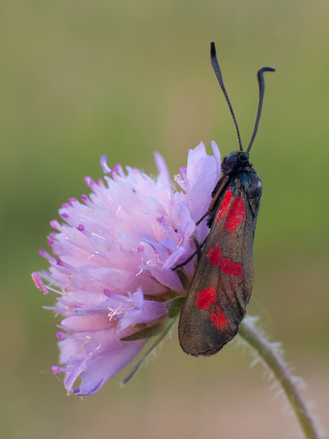 Zygaena filipendulae - acélszínű csüngőlepke