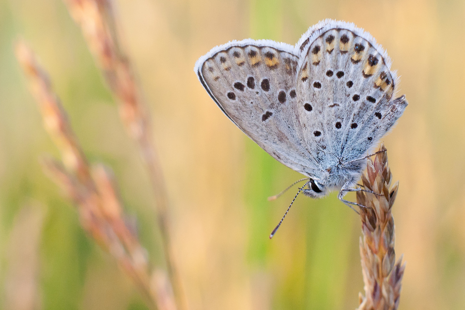 Plebejus argyrognomon - tintakék boglárka