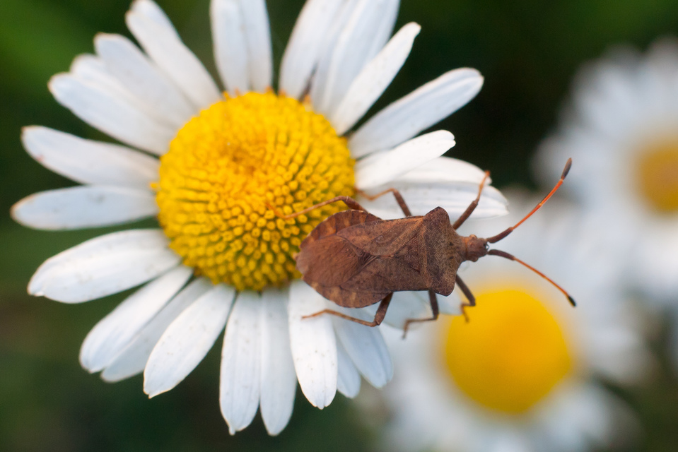 Coreus marginatus - közönséges karimáspoloska