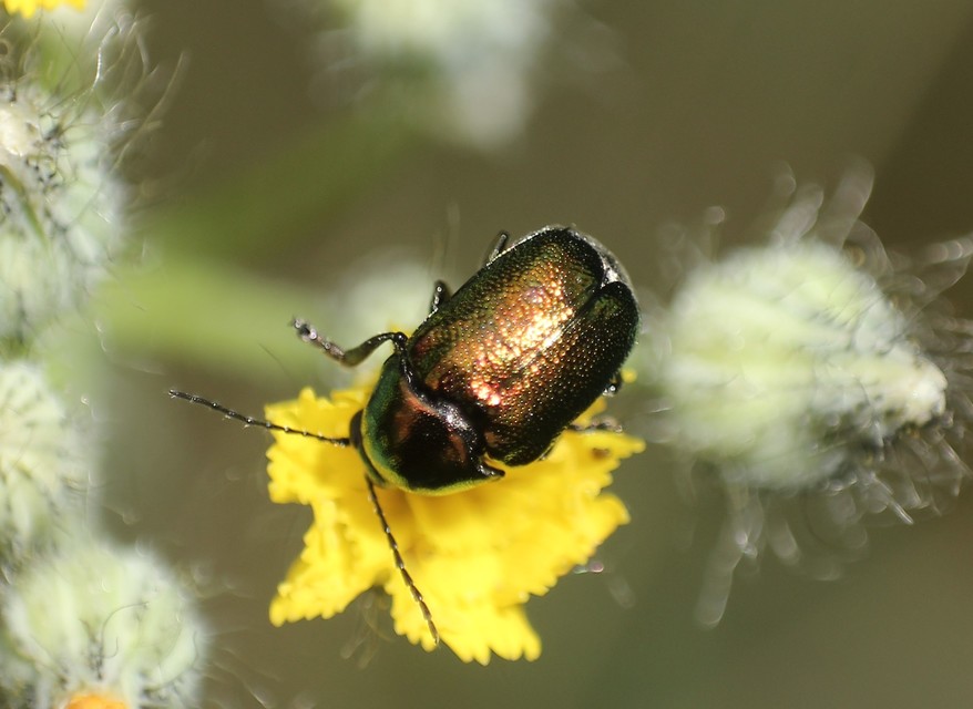 Cryptocephalus