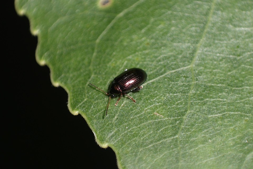 Crepidodera