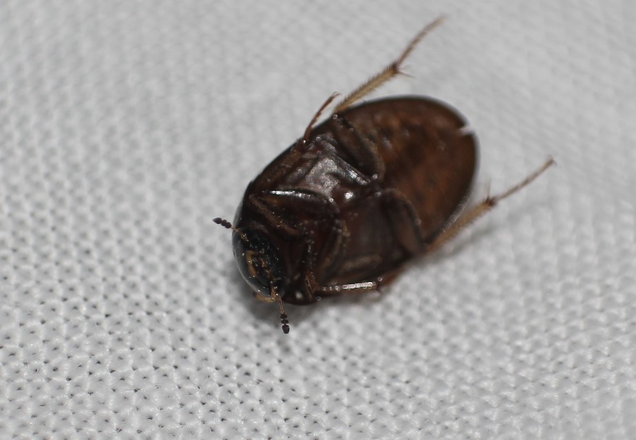 Hydrobius fuscipes - változékony csibor