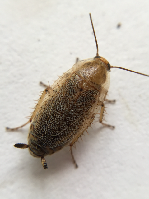 Ectobius erythronotus - sárgatorú erdeicsótány