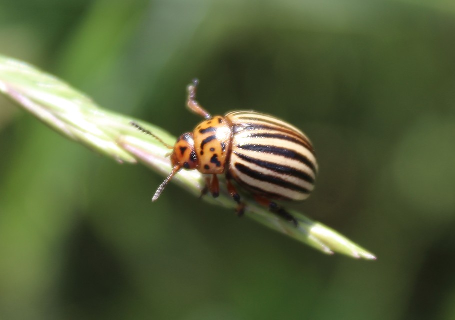 Leptinotarsa decemlineata - burgonyabogár
