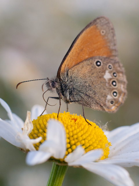Coenonympha glycerion - közönséges szénalepke