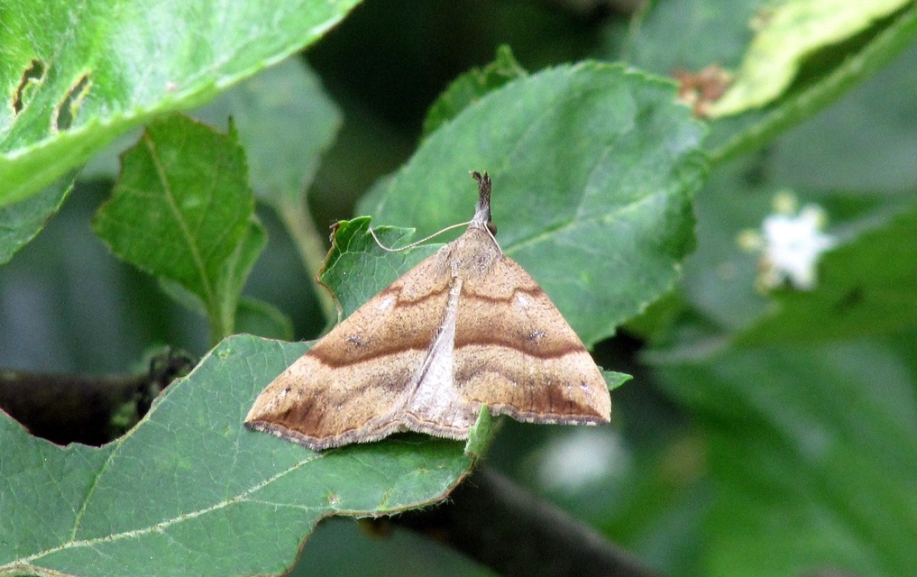 Hypena proboscidalis - ormányos karcsúbagoly