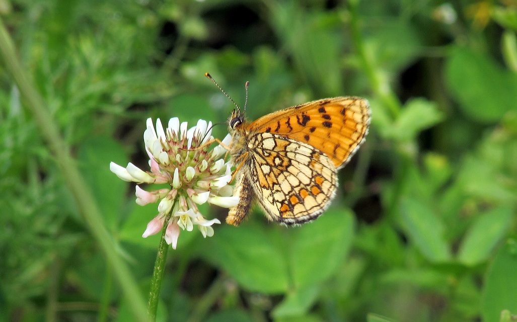 Melitaea athalia - közönséges tarkalepke