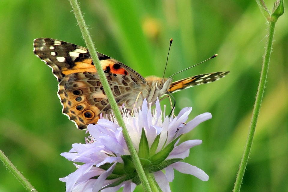 Vanessa cardui - bogáncslepke