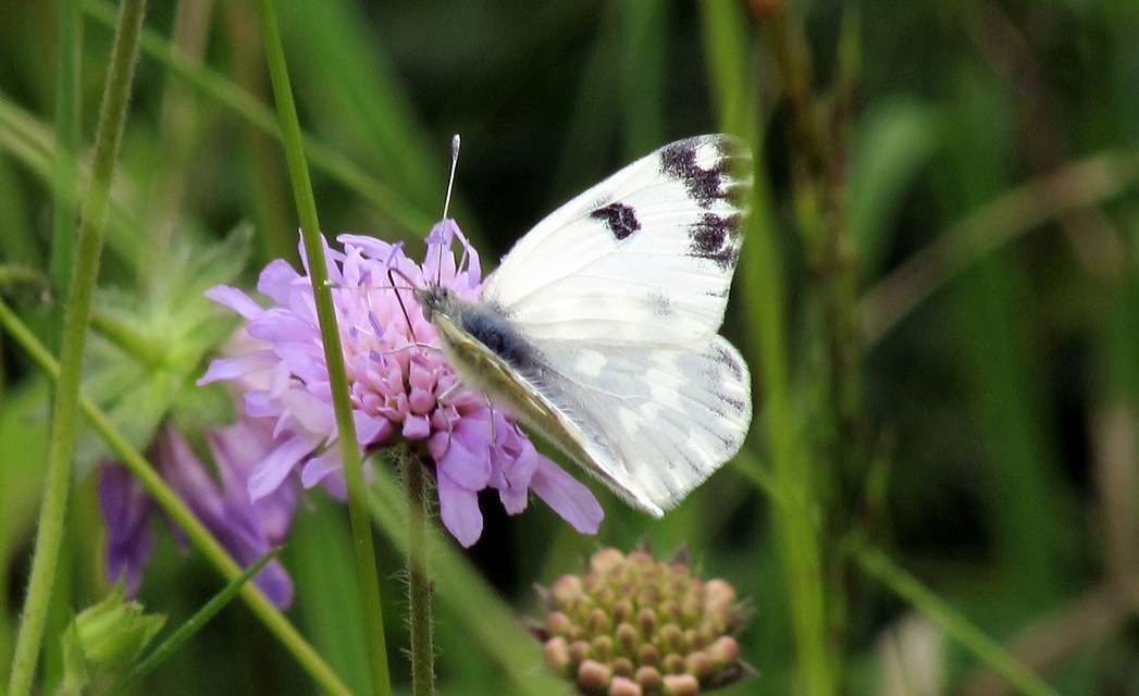 Pontia edusa - rezedalepke
