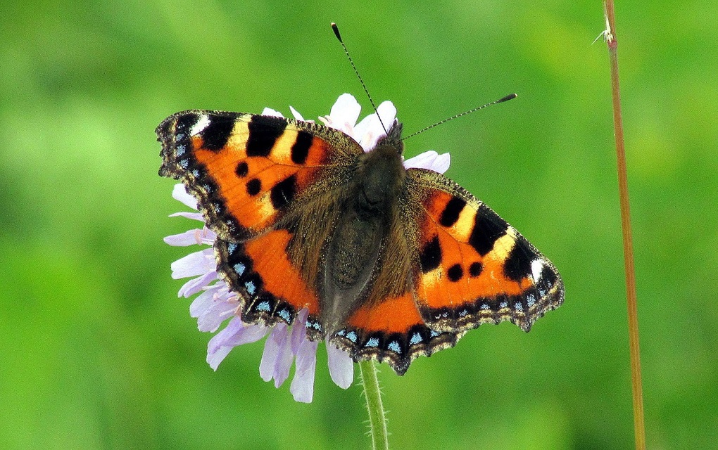 Nymphalis urticae - kis rókalepke