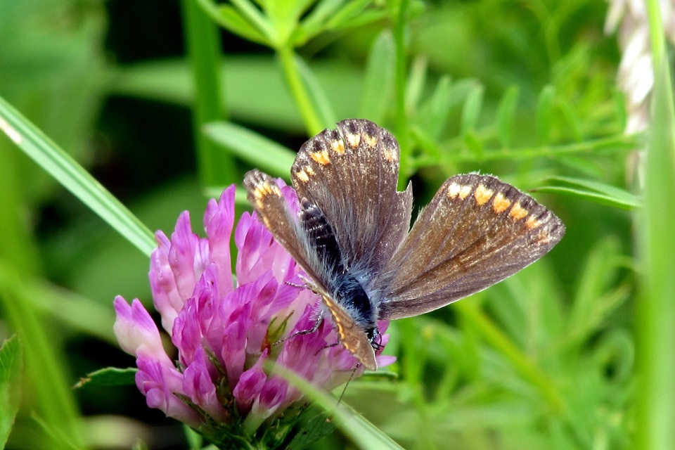 Polyommatus icarus - közönséges boglárka