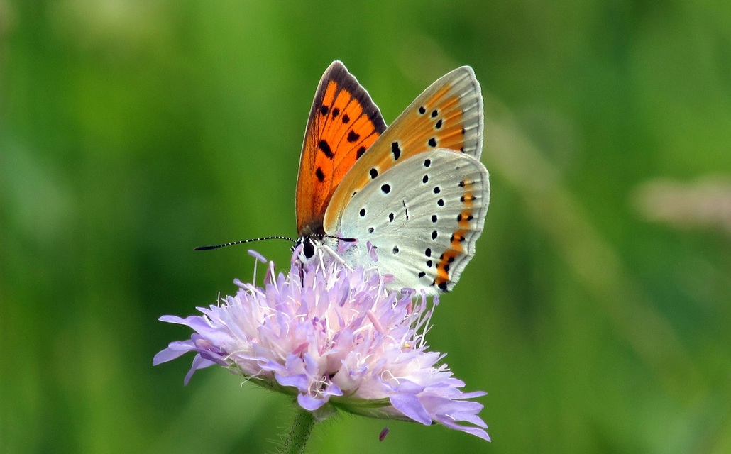 Lycaena dispar rutilus - nagy tűzlepke