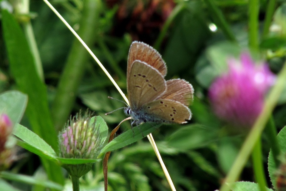 Cyaniris semiargus - aprószemes boglárka