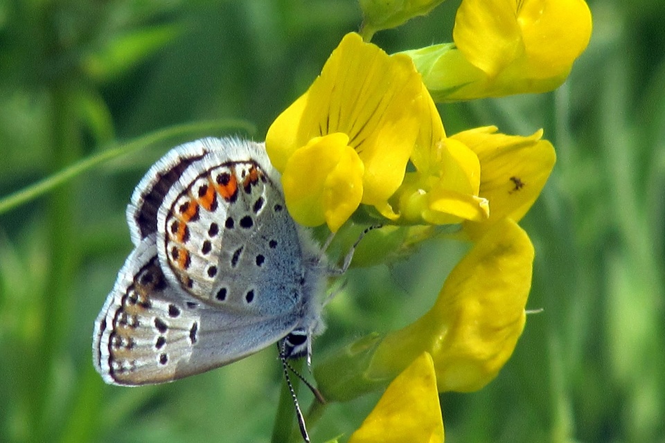 Plebejus argus - ezüstös boglárka