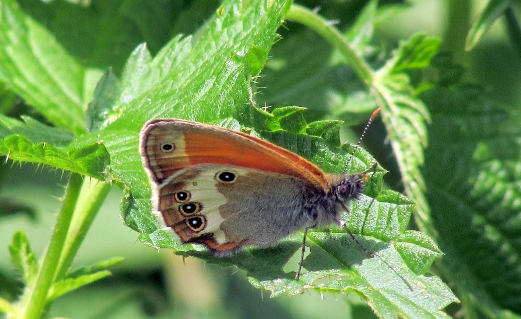 Coenonympha arcania - fehéröves szénalepke