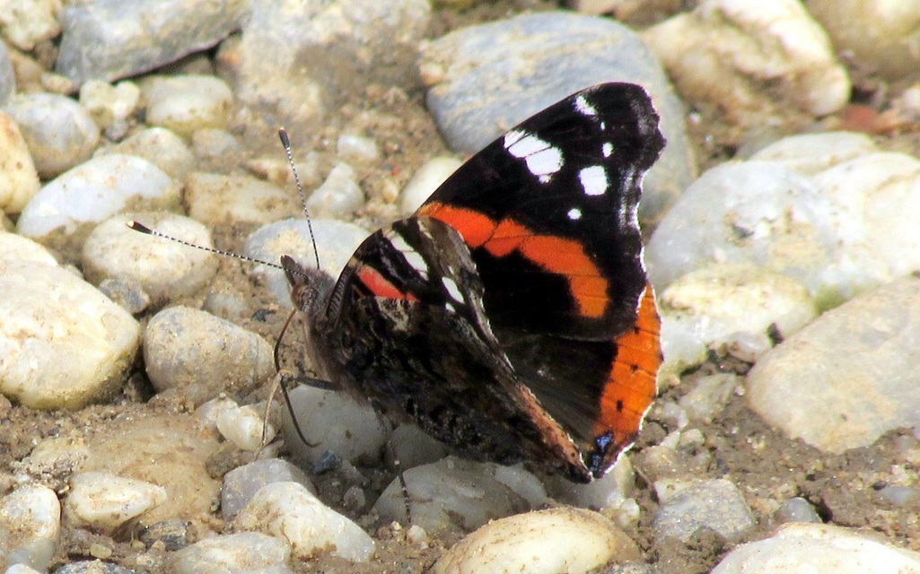 Vanessa atalanta - atalantalepke