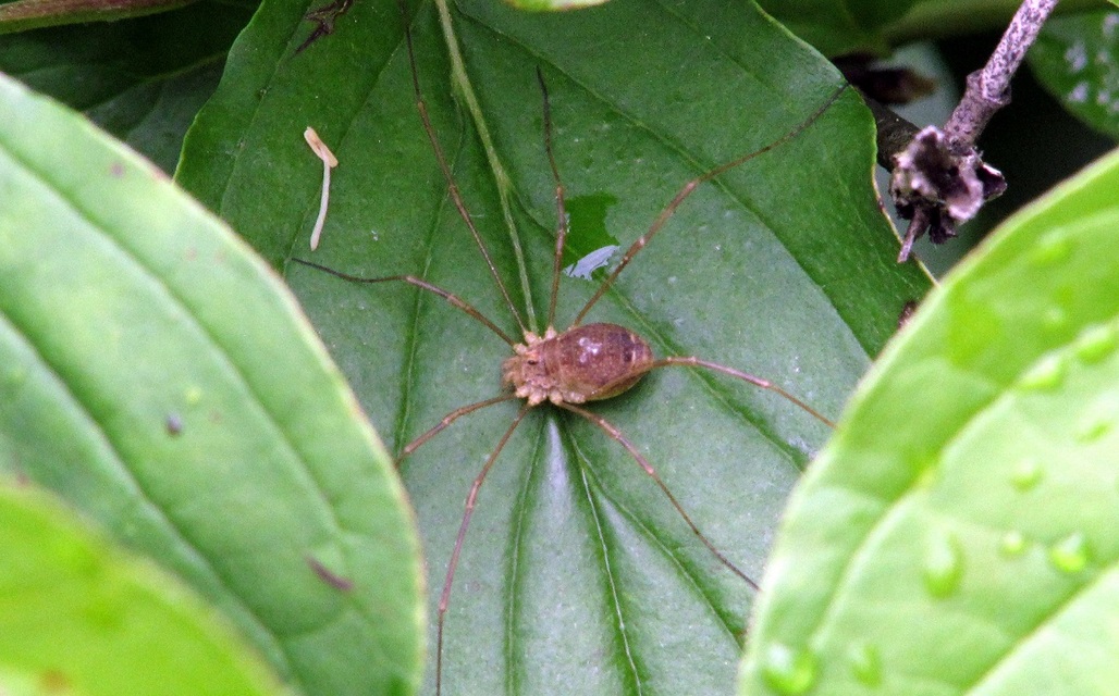 Rilaena triangularis