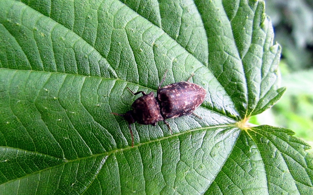 Agrypnus murinus - egérszínű pikkelyespattanó