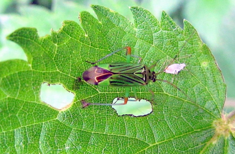 Mermitelocerus schmidtii