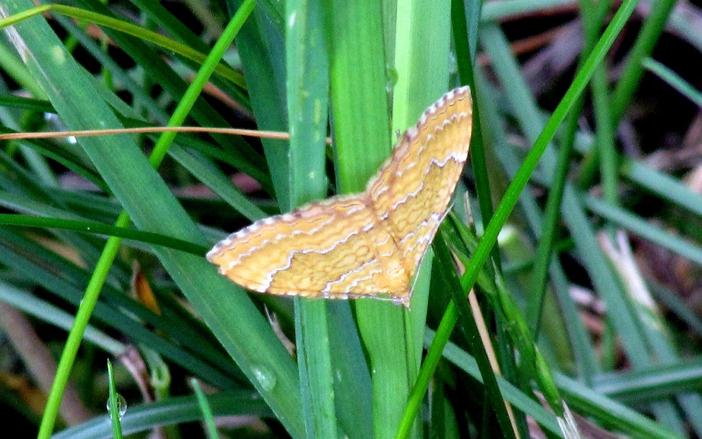 Camptogramma bilineata - kétvonalas sávosaraszoló