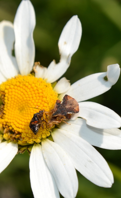 Phymata crassipes - fogólábú poloska